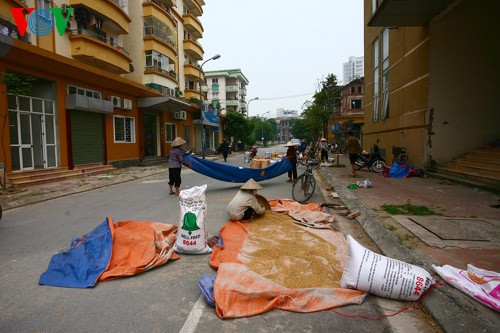 La moisson rizicole en plein Hanoï - ảnh 4